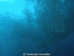 The Sardine by Hansruedi Wuersten 